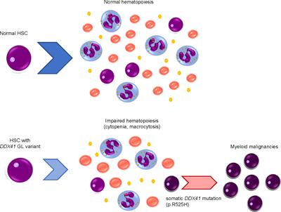 Unique role of DDX41, a DEAD-box type RNA helicase, in hematopoiesis and leukemogenesis